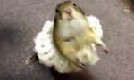 Funny Video : Hamster Ballerina
