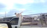 Lustiges Video : Windhund