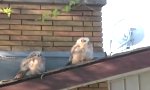 Lustiges Video : Saßen zwei Eulen auf einem Dach