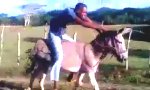 Funny Video : Superschneller Esel