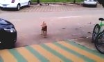 Funny Video : Bouncing Dog