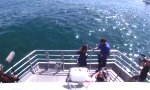 Whale-Watching Live On Air