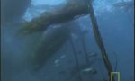 Movie : Oktopus sagt Hai
