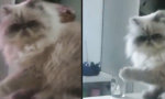 Lustiges Video : Andreas und seine Katze