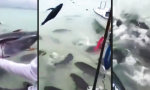 Lustiges Video - Leckerhappen für Riesen-Piranhas
