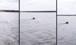 Schwimmender Bär in Florida