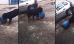 Lustiges Video - Hund spielt mit Propantank