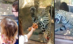 Lustiges Video : Perfektes Mitbringsel beim Zoobesuch