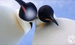 Lustiges Video : Auch Pinguine finden Selfies toll