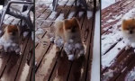 Funny Video - Schwieriger letzter Schnee