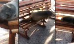 Lustiges Video : Seelöwe chillt auf Parkbank