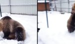 Funny Video : Schneebär