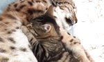 Lustiges Video : Katze bleibt Katze