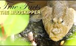 Lustiges Video : True Facts: Der Mudskipper