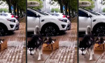 Ein Schlittenhund tut, was ein Schlittenhund tun muss