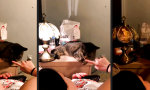 Lustiges Video : Der Katzendimmer