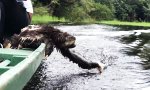 Faultier beim fleißig Wasserschneiden