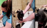 Reggae-Gejaule aus der Dusche