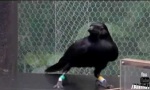 Movie : Clever Crow