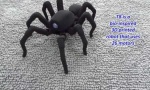 Spinnen-Roboter