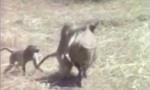 Affen auf schweinischer Flucht
