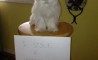 Fun Pic - Donnerstags Fun PicDump #58 - 108
