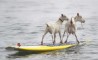 Fun Pic - Donnerstags Fun PicDump #58 - 68