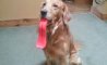 Fun Pic - Donnerstags Fun PicDump #109 - 100