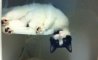 Fun Pic - Donnerstags Fun PicDump #144 - 33