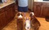 Fun Pic - Donnerstags Fun PicDump #144 - 65