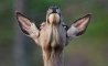 Fun Pic - Donnerstags Fun PicDump #164 - 78