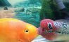 Fun Pic - Donnerstags Fun PicDump #166 - 123
