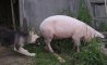 Fun Pic - Donnerstags Fun PicDump #171 - 37