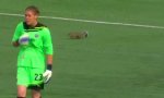 Movie : Eichhörnchen beim Frauenfußball