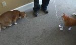 Lustiges Video : Katze vs Ballon