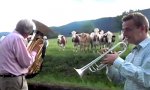 Lustiges Video : Jazz für Kühe