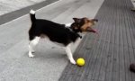 Lustiges Video : Hund mit Vollautomatik