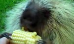 Lustiges Video : Stachelschwein teilt nicht gern