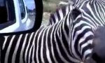 Lustiges Video : Zebra mit einer Meinung