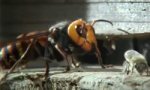 Movie : Bienen vs Japanische Riesenhornisse