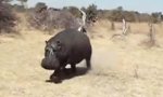 Lustiges Video : Nilpferd Safari