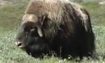 Funny Video : Begegnung mit einem Moschusochsen