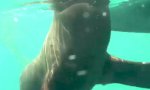 Funny Video - Robbenattacke