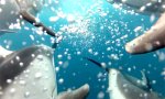 Lustiges Video : Mit den Delphinen schwimmen