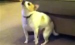 Movie : Shake That Dog