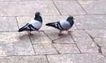 Lustiges Video - What is Love?