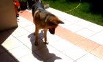 Hund vs Schatten