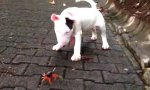 Movie : Bullterrier vs Krabbe