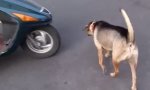 Funny Video : Scooter Dog