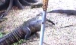 Lustiges Video : Alligator vs. Katze